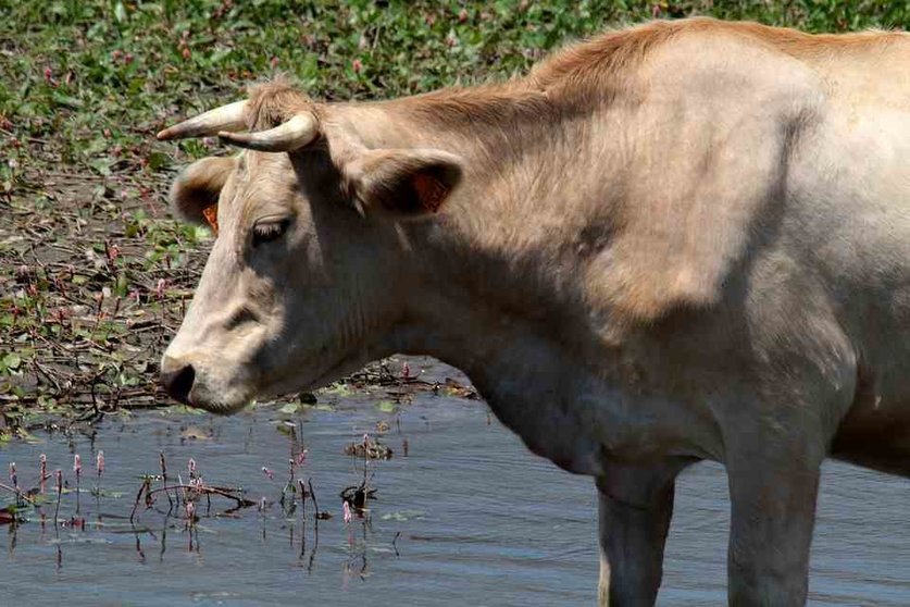 Vacas por el Tajo 2018 en Trillo