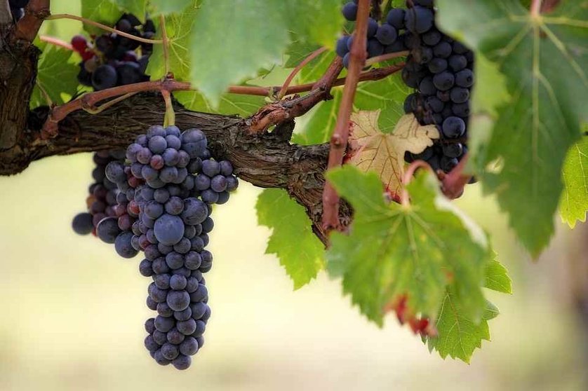 Valdepeñas rinde homenaje a su vino en las Fiestas del Vino