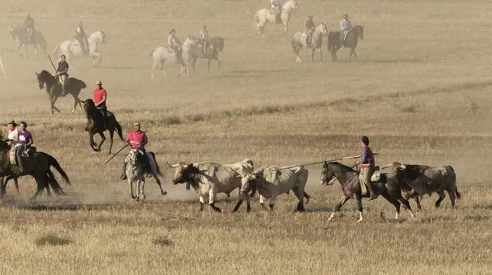 Toros y jinetes se dan cita cada verano en Brihuega