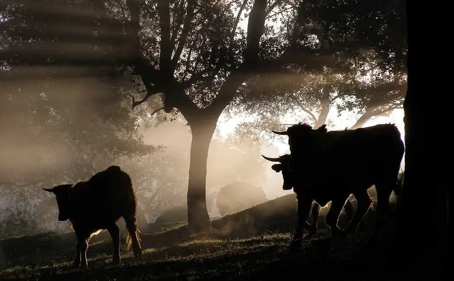 Castilla-La Mancha y sus encierros, un buen plan para este verano 2018