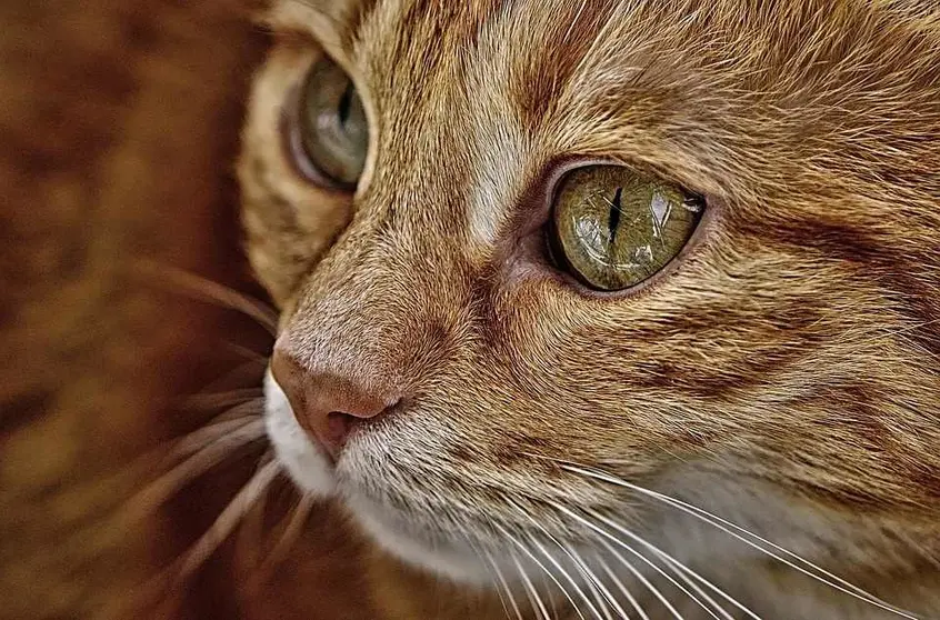 El Gato con Botas, el Musical en la Feria 2018 de Albacete