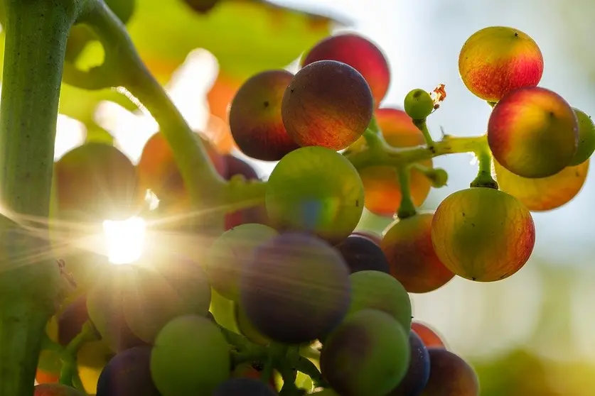 Fiestas del Vino Valdepeñas 2019 II