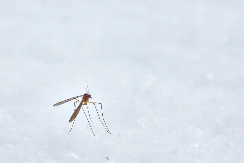  Te traemos la solución evitar las picaduras de mosquito este verano. Foto Unsplash. 