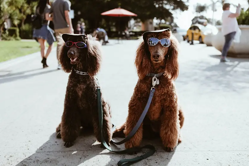  ¡Peludos juntos! Cómo pasear a tu perro sin correa y que camine a tu lado. Foto Unsplash. 