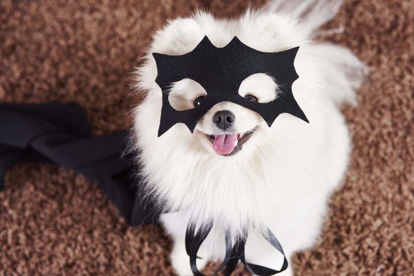 perro-feliz-traje-superheroe (1) (2) (1)