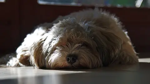 perro