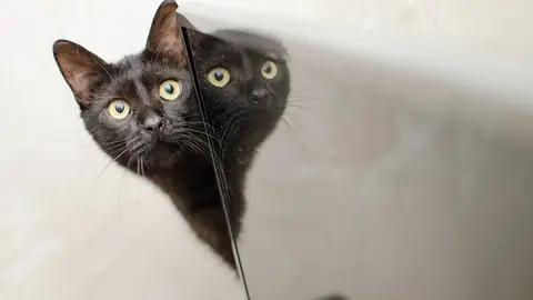 gato negro