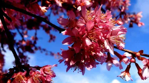 Naturaleza 1