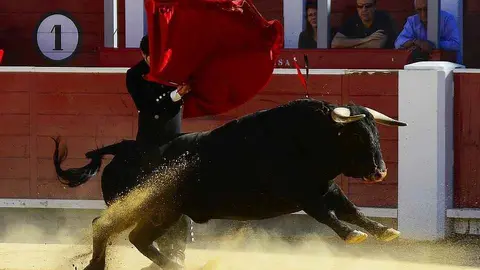 Los festejos taurinos estarán un año más en Talavera de la Reina