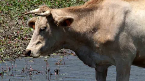 Vacas por el Tajo 2018 en Trillo