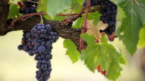 Valdepeñas rinde homenaje a su vino en las Fiestas del Vino