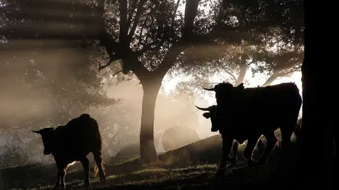 Castilla-La Mancha y sus encierros, un buen plan para este verano 2018