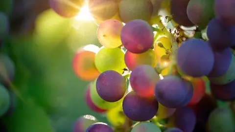 Programación Fiestas del Vino 2018 Valdepeñas Parte II