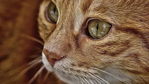 El Gato con Botas, el Musical en la Feria 2018 de Albacete