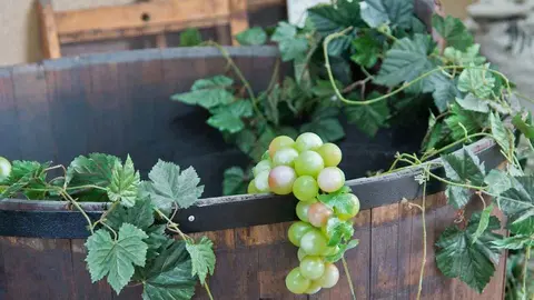 Feria Vendimia 2018 en Daimiel, la pisa de la uva, imprescindible