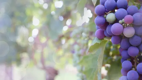 Fiestas del Vino Valdepeñas 2019