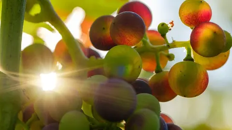 Fiestas del Vino Valdepeñas 2019 II