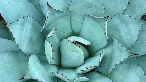  10 plantas que te ayudan a calmar la ansiedad f&aacute;cilmente en tu casa 