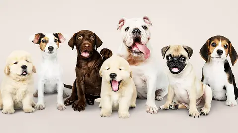Group portrait of adorable puppies