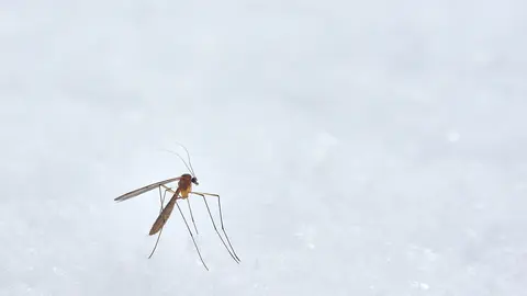  Te traemos la soluci&oacute;n evitar las picaduras de mosquito este verano. Foto Unsplash. 