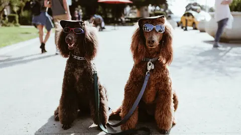  &iexcl;Peludos juntos! C&oacute;mo pasear a tu perro sin correa y que camine a tu lado. Foto Unsplash. 