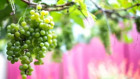 Programaci&oacute;n Fiestas del Vino Valdepe&ntilde;as 2020