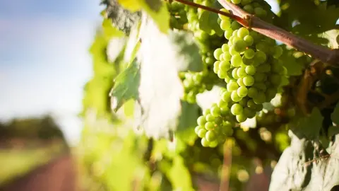 Programaci&oacute;n Fiestas del Vino Valdepe&ntilde;as 2020 - Parte II