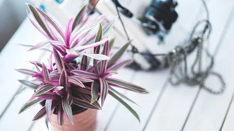 Consejos para cuidar las plantas de interior en oto&ntilde;o Foto: Pixabay 