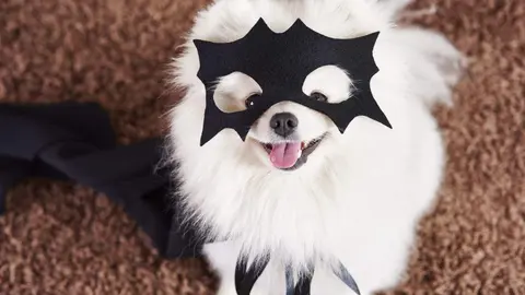 perro-feliz-traje-superheroe (1) (2) (1)