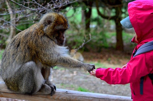Visita al Zoo