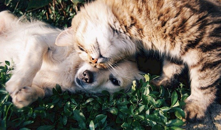 Los animales, protagonistas en San Antón