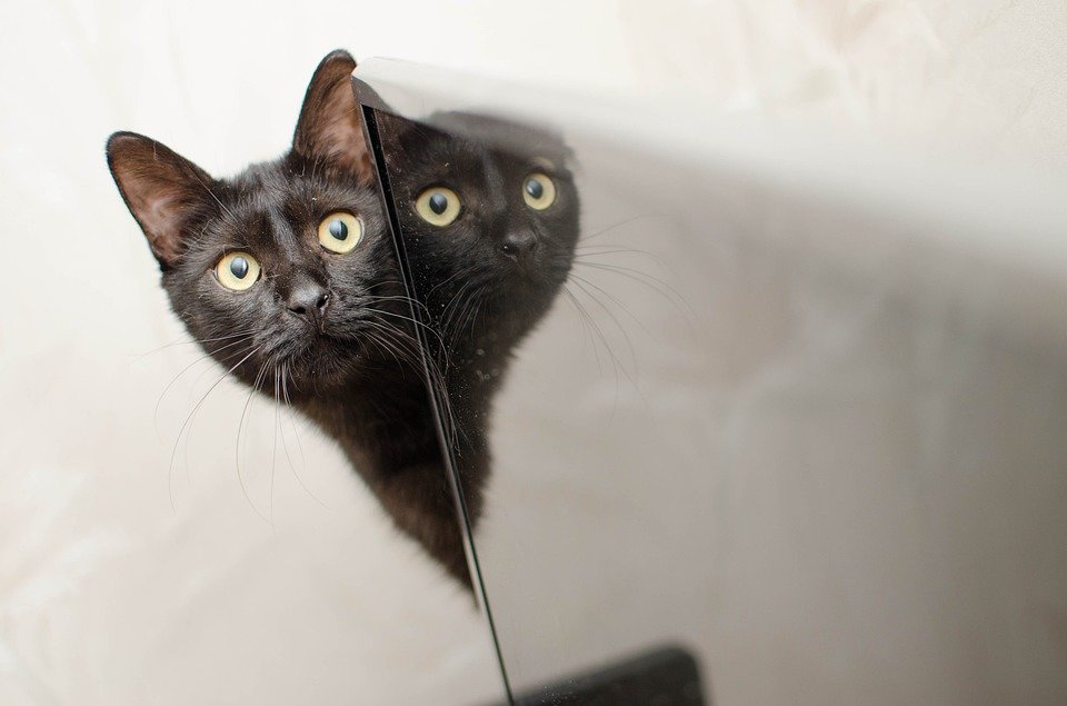 Supersticiones martes y 13: gato negro