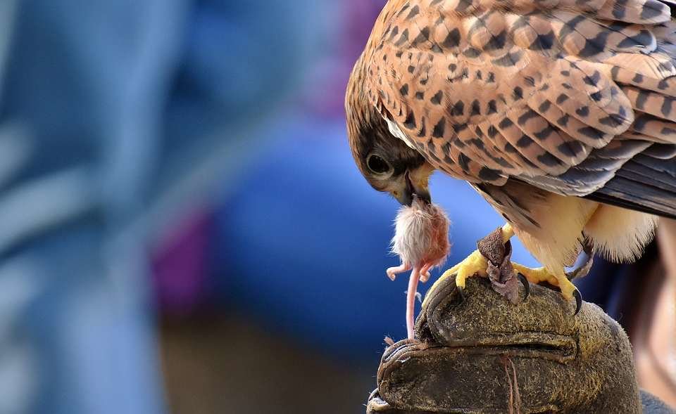 Los halcones no falta a la fiesta en Yeste
