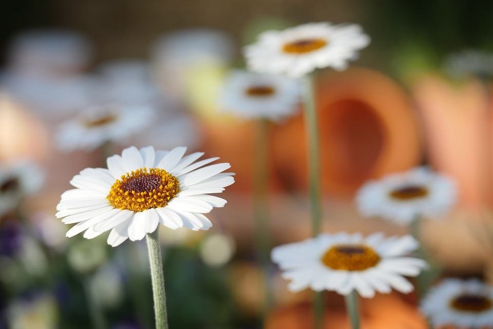 Las flores, protagonistas de una actividad en del Día Europeo de los Parques Naturales