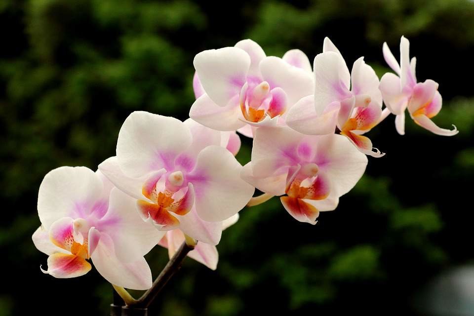 Las orquídeas protagonistas en el Día Europeo de los Parques Naturales
