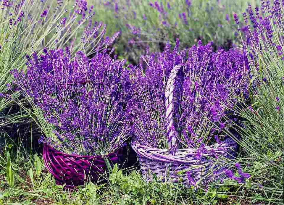 La Fiesta de la Lavanda este verano en Brihuega