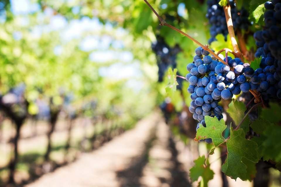 Enoturismo en Castilla-La Mancha, un buen plan para este verano