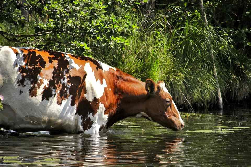 Vacas por el Tajo, un plan de verano en Castilla-La Mancha