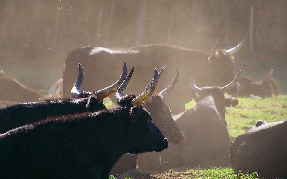 Se consciente de que no corres solo, además de los animales están el resto de corredores