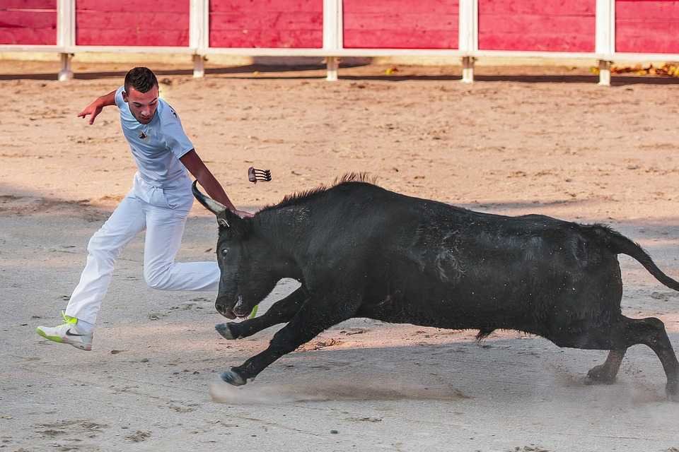 Cuatro días de fiestas, cuatro día de suelta de vaquillas en las Fiestas de San Mateo en Cuenca
