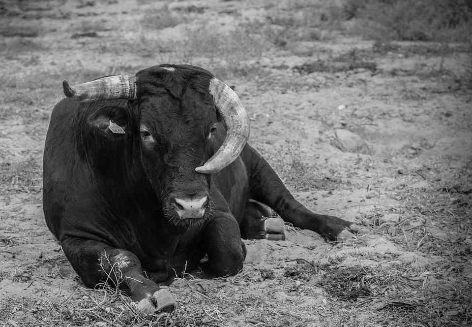 En Castilla-La Mancha contamos con un decreto que regula la normativa en los Festejos Taurinos Populares
