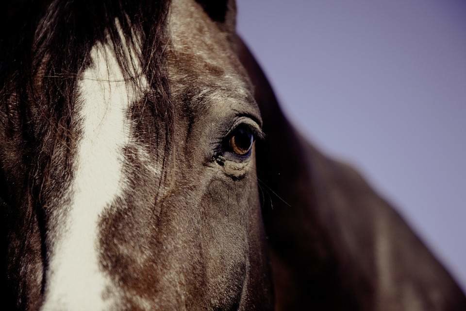 Actividades y pasacalles con caballos, en la programación de la Feria y Fiestas La Solana 2018