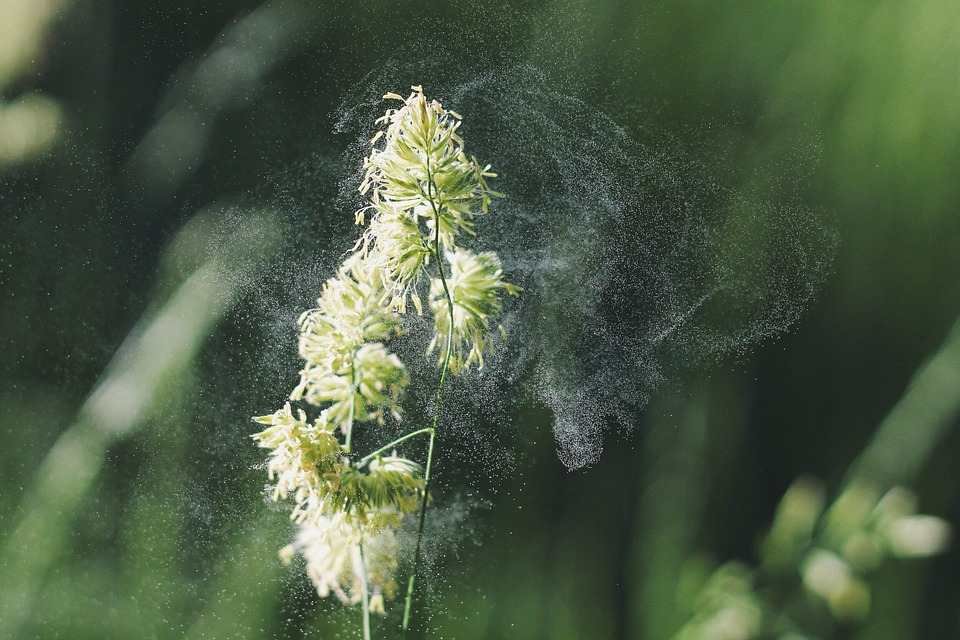 Veroño 2018 en Castilla-La Mancha, las alergias continuan