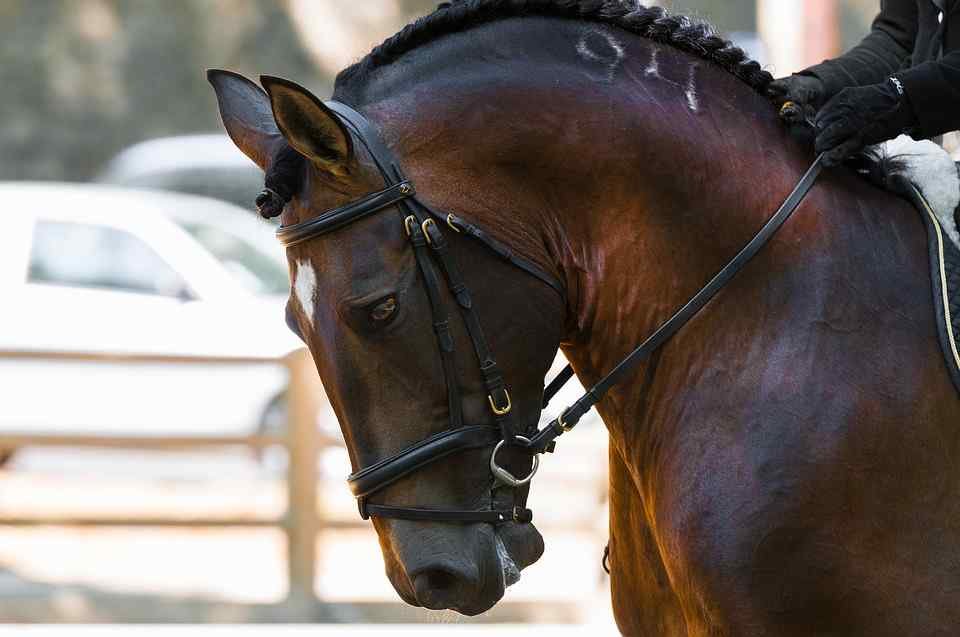 Feria Hellín 2018, concentración ecuestre
