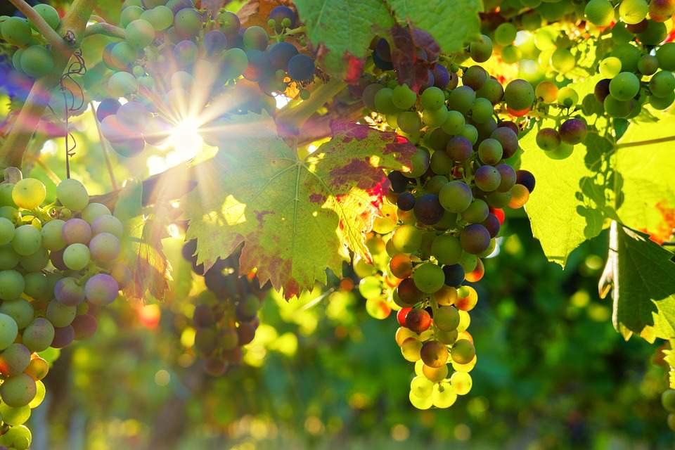Fiestas del Vino Valdepeñas 2019