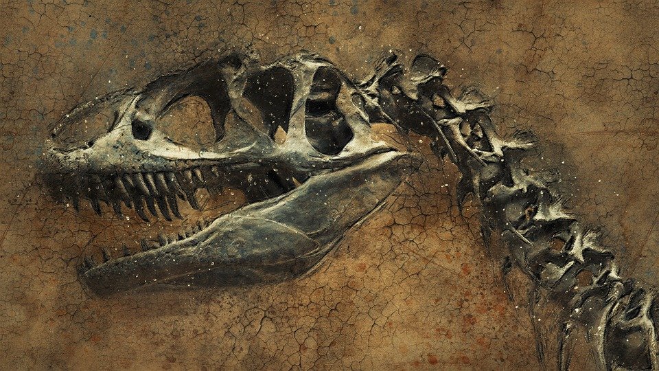 Museo Paleontológico Cuenca
