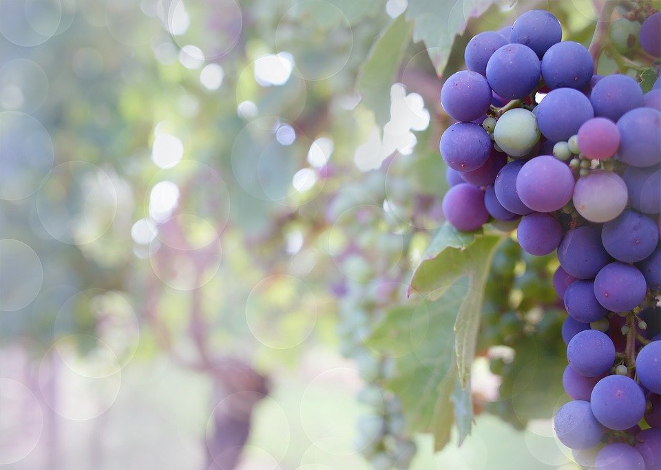 Programación Fiestas del Vino Valdepeñas 2020: actividades