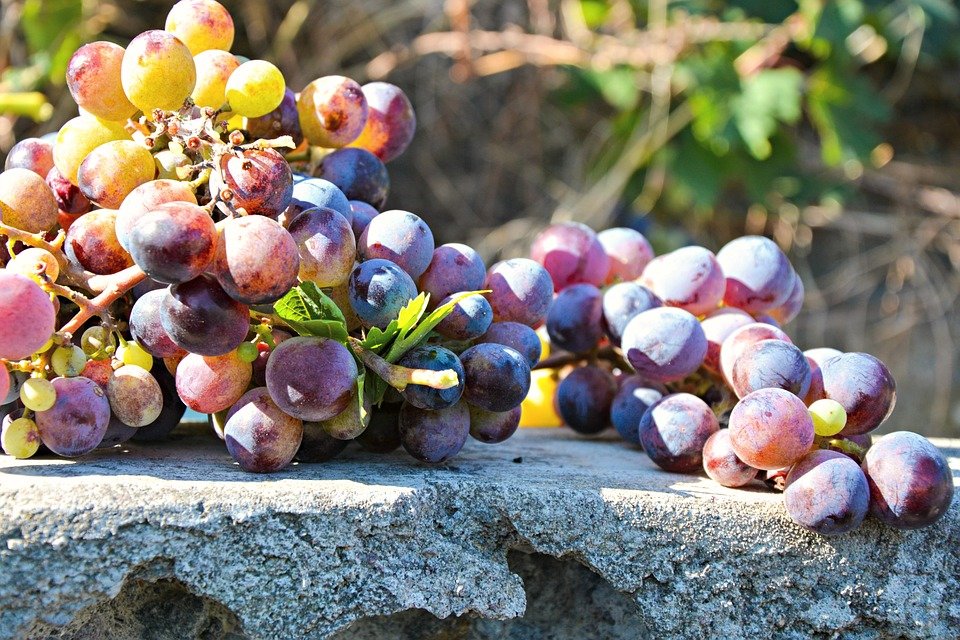 Fiestas del Vino Valdepeñas 2019: un sinfín de actividades