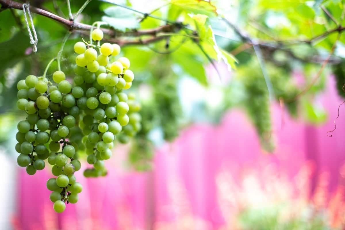 Programación Fiestas del Vino Valdepeñas 2020: actos